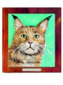 KOTY maine coon kolor.jpg