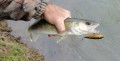 floater1.jpg
