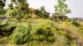 bush1.jpg