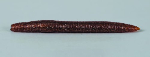 VERME PIATTO_18.jpg