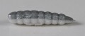 larva_del_miele_3.jpg