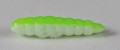 larva_del_miele_4.jpg