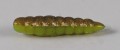 larva_del_miele_5.jpg