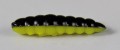 larva_del_miele_7.jpg