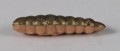 larva_del_miele_9.jpg