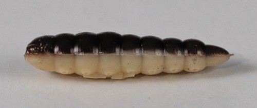 larva_del_miele_14.jpg