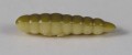 larva_del_miele_19.jpg