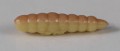 larva_del_miele_20.jpg