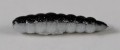 larva_del_miele_25.jpg