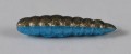 larva_del_miele_27.jpg