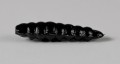 larva_del_miele_1.jpg