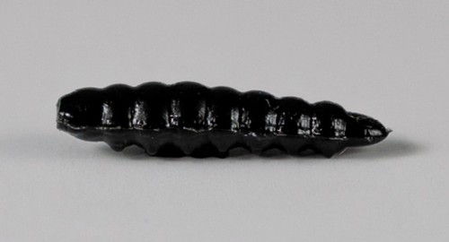 larva_del_miele_1.jpg