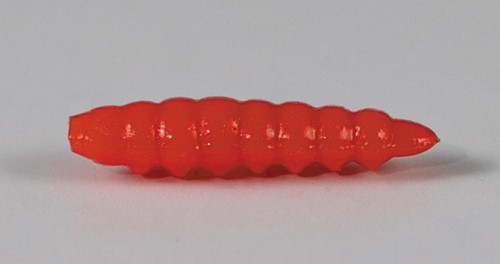 larva_del_miele_31.jpg