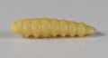 larva_del_miele_33.jpg