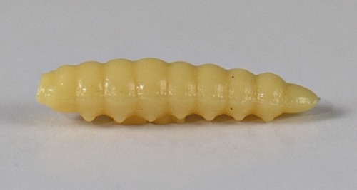 larva_del_miele_33.jpg