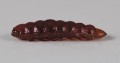 larva_del_miele_34.jpg