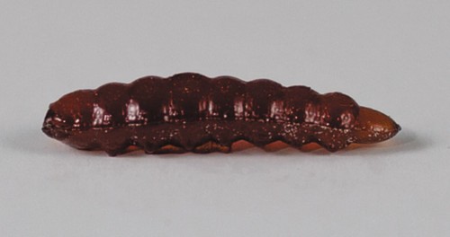 larva_del_miele_34.jpg