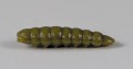 larva_del_miele_36.jpg