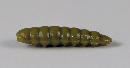 larva_del_miele_36.jpg